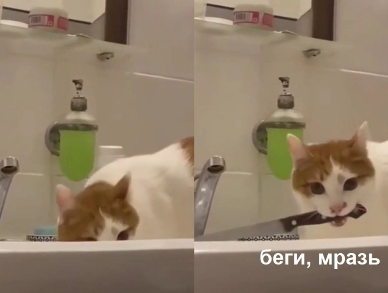 Create meme: cat , cat , The cat in the bathroom meme