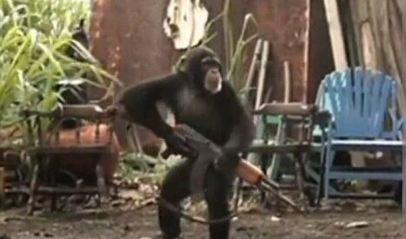 Создать мем: обезьяна с калашом, обезьяна с ак 47, обезьяна с автоматом ак