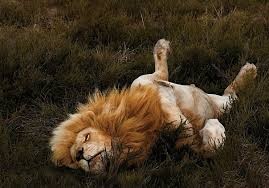 Создать мем: спящий лев и львица, lion, лев