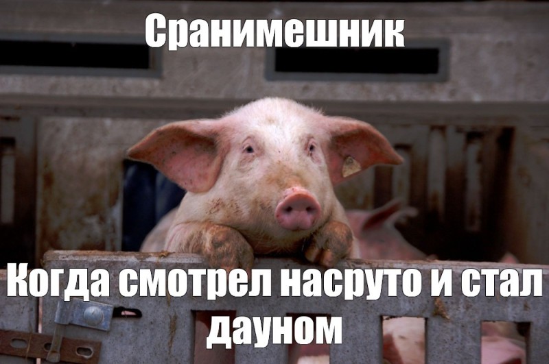 Create meme: sad pig, swine fever, pig face