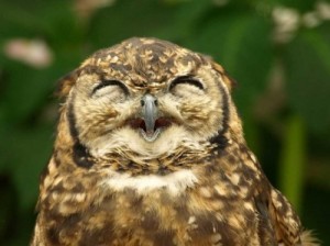 Create meme: interesting facts about owls, birds, funny owl