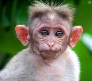 Create meme: monkey, funny faces monkeys, happy monkey