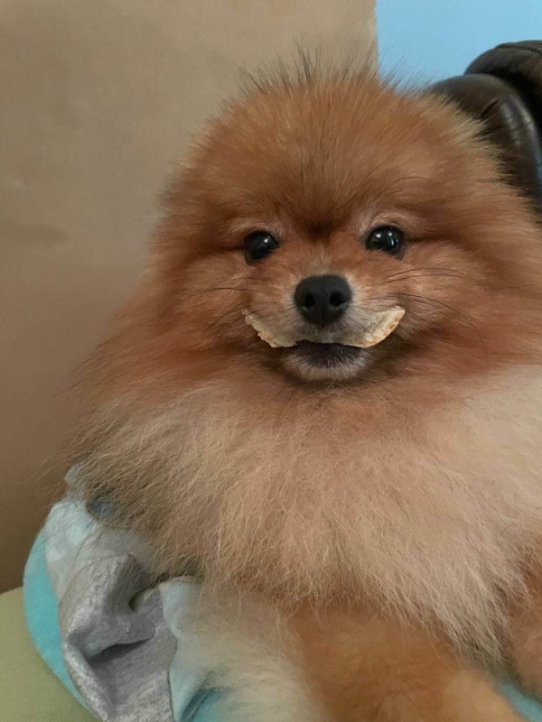 Create meme: german pomeranian, Spitz , breed Pomeranian