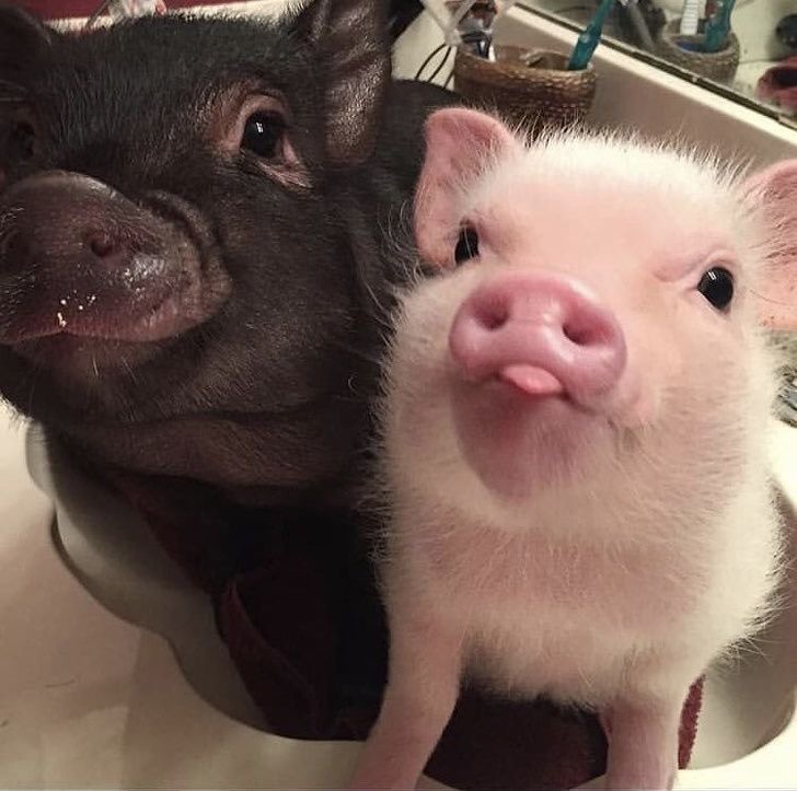 Create meme: beautiful pig, piglet minipig, minipig