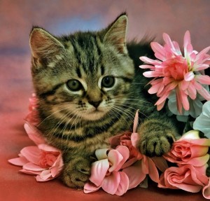 Создать мем: котик, пазлы "котёнок", 500 элементов, котенок с цветочком