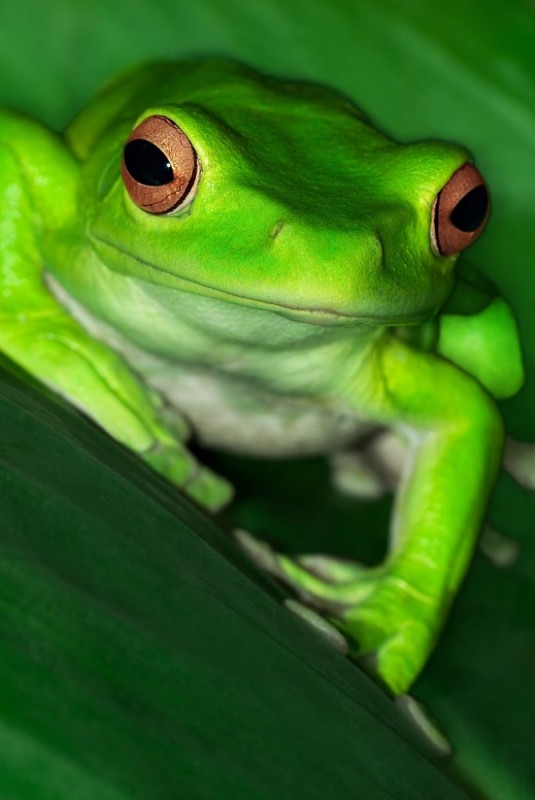 Create meme: toad frog, tree frog, frog 