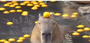Создать мем: животное капибара, фотографии капибары, капибара с мандарином