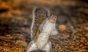 Create meme: squirrel, squirrel funny, pictures about squirrel delirium tremens