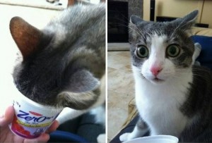 Создать мем: yoğurt, мем внезапно, my cat