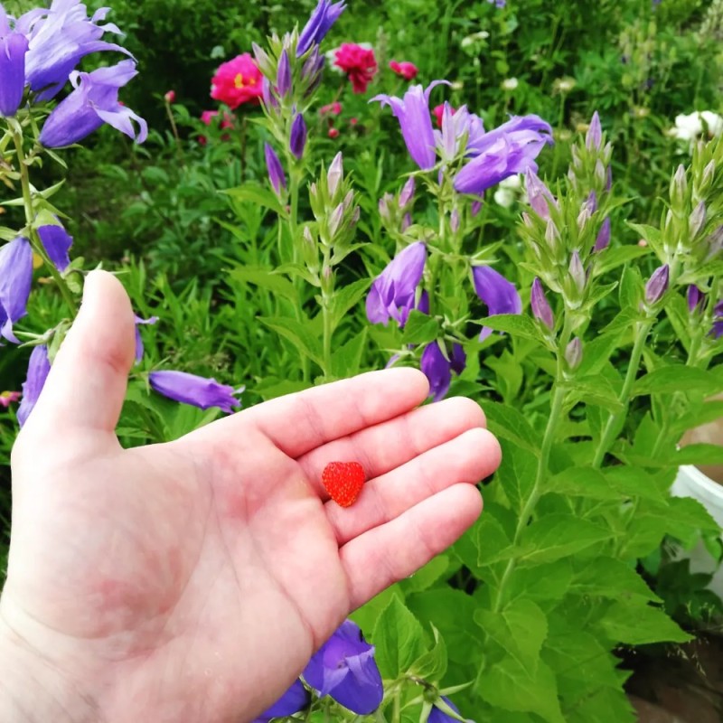 Create meme: red garden bell, bell flower, broad - leaved bell