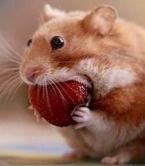 Create meme: hamster funny, a hamster with stuffed cheeks, hamsters