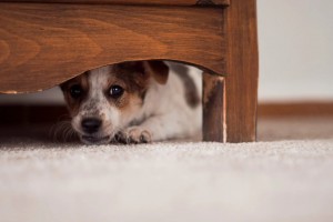 Create meme: Jack Russell Terrier, dogs, the dog hid