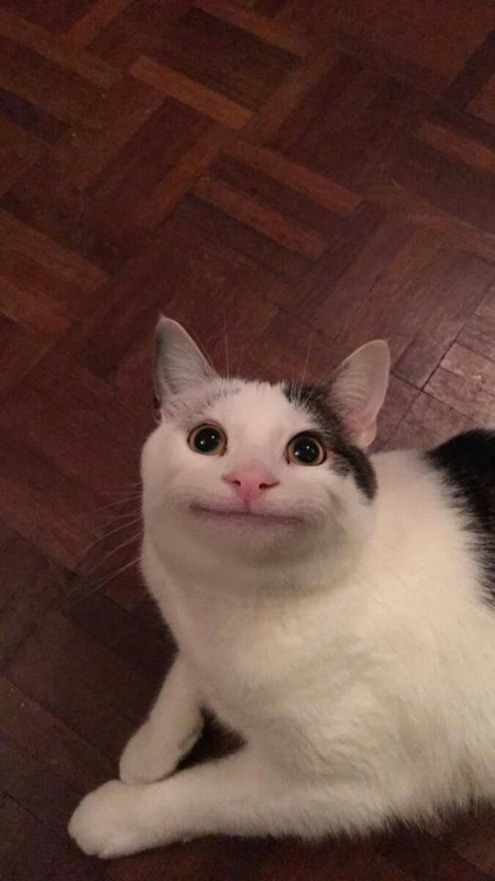 Create meme: cat memny, The smiling cat from memes, meme cat 