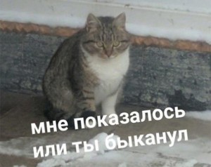 Create meme: cat, cats, you bikanel or it seemed to me valakas