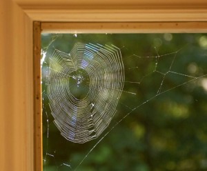 Создать мем: паук в паутине домик, паутина в доме, паутина паука