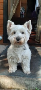 Create meme: white Terrier, Terrier, the West highland white Terrier