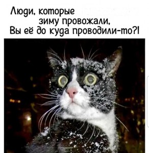 Создать мем: кот в шоке, коты, шокированный кот