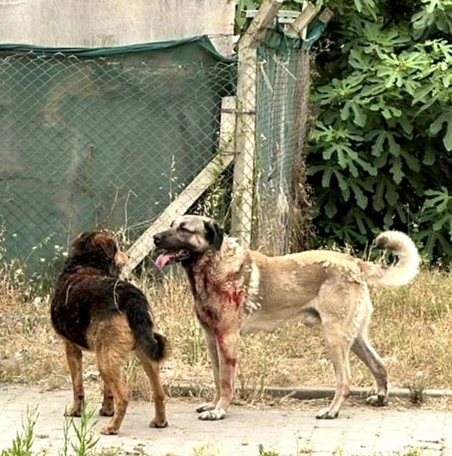 Create meme: Central Asian shepherd dog , dog Central Asian shepherd, german shepherd wolfhound