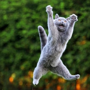 Create meme: positive you on Friday, cat cheers, the cat enjoys the spring
