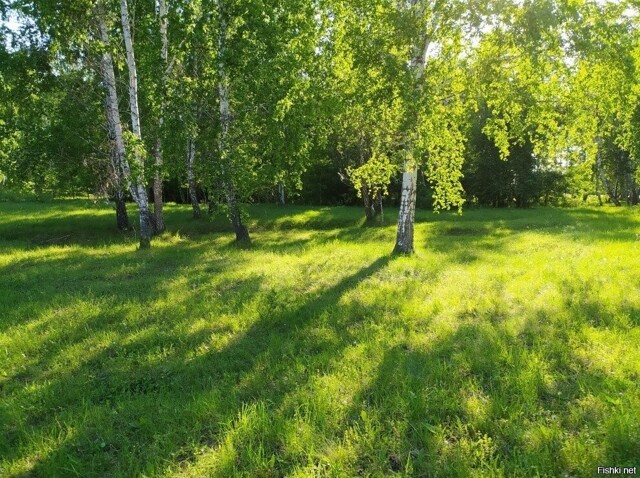 Create meme: birch in the field, birch grove, tovarkovo birch grove