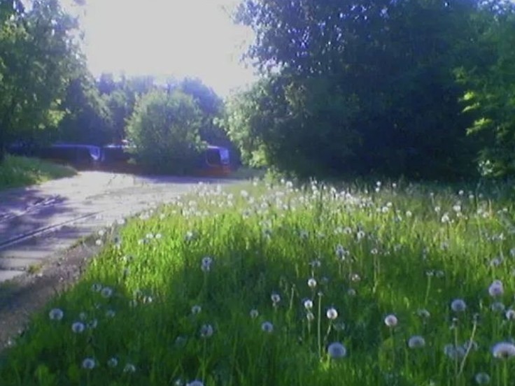 Create meme: morning summer, summer landscape, dandelions meadow