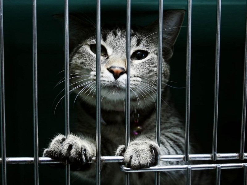 Create meme: cat behind bars, a cat in a cage, I'm sitting behind bars in a dungeon