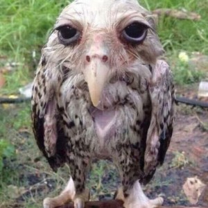 Create meme: birds of prey, owl owl, birds