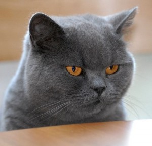 Create meme: British cat, british shorthair cat, Morons me