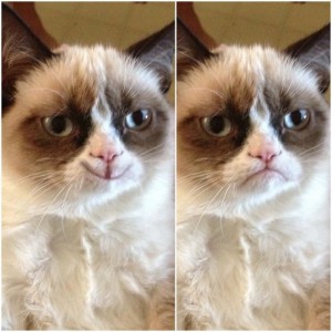 Create meme: sad cat grumpy cat, unhappy cat meme, grumpy cat