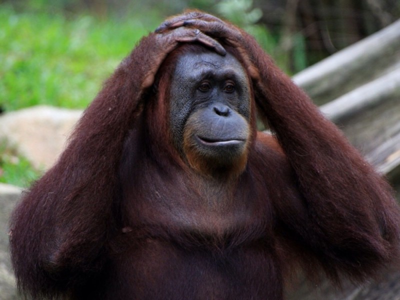 Create meme: female orangutan, monkey orangutan, orangutan monkey