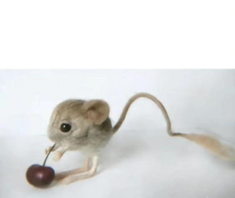 Create meme: The jerboa is funny, angry jerboa, felt jerboa