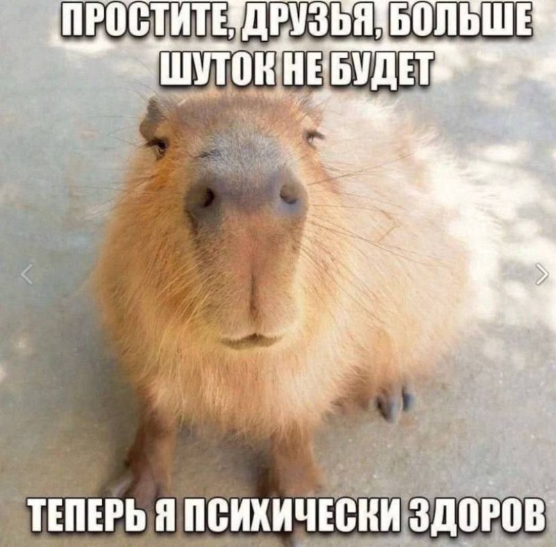 Create meme: a pet capybara, rodent capybara, the capybara 