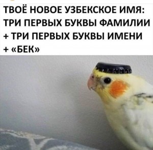 Create meme: parrot, funny jokes, meme