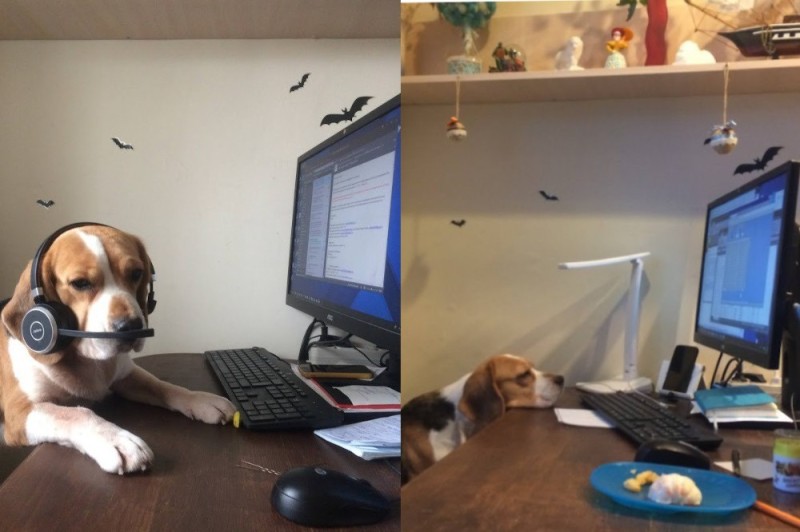 Create meme: Beagle dog, the dog at the computer, the dog at the computer