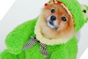 Create meme: dog Spitz, Dog, Pomeranian butterfly