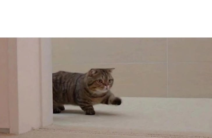 Create meme: Munchkin Scottish fold, the cat stomps, cat 