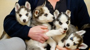Create meme: Siberian husky puppies, husky, Siberian husky