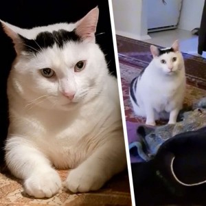 Create meme: favourite cats, kitty, cat