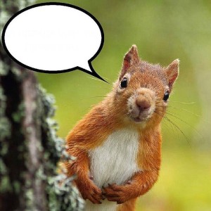 Create meme: protein, funny squirrels