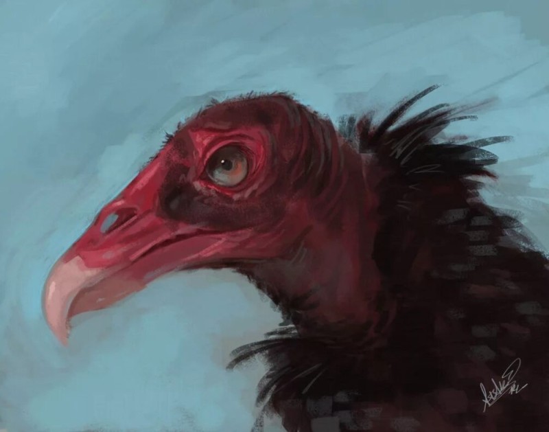 Create meme: vulture art, cathartes aura, turkey vulture