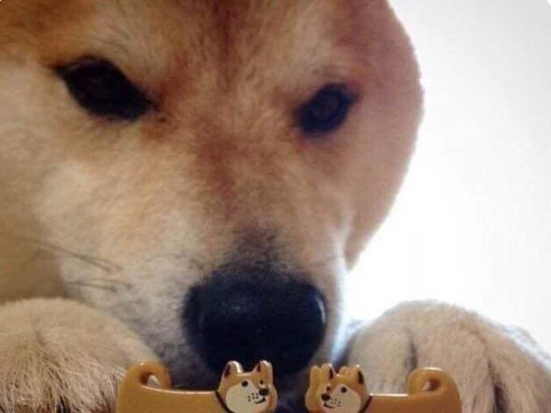 Create meme: Shiba inu meme, shiba ebites, memes with dogs