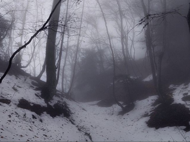 Create meme: Gloomy forests, forest misty, gloomy winter