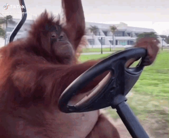 Create meme: An orangutan driving, orangutan driving