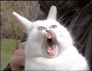 Создать мем: ржачный кролик, злой кролик, орущий заяц мем