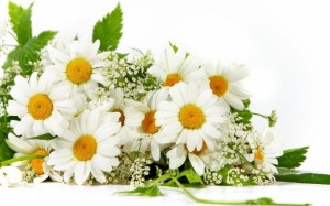 Create meme: white daisies, chamomile, bouquet of daisies