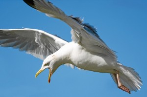 Create meme: photo of a Seagull in Petrozavodsk, bird, old blue Seagull