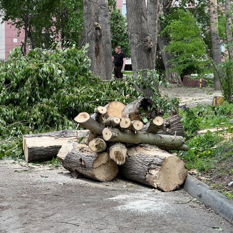 Создать мем: поваленное дерево, спиленное дерево, вырубка деревьев