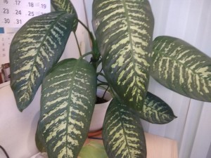 Create meme: dieffenbachia tropic snow, spotted dieffenbachia, dieffenbachia temnolistnaya