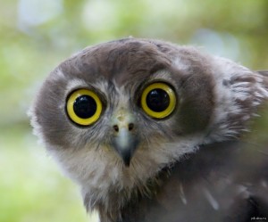 Create meme: uglanova owl, owl eyes