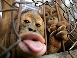 Create meme: happy monkey, animals cute